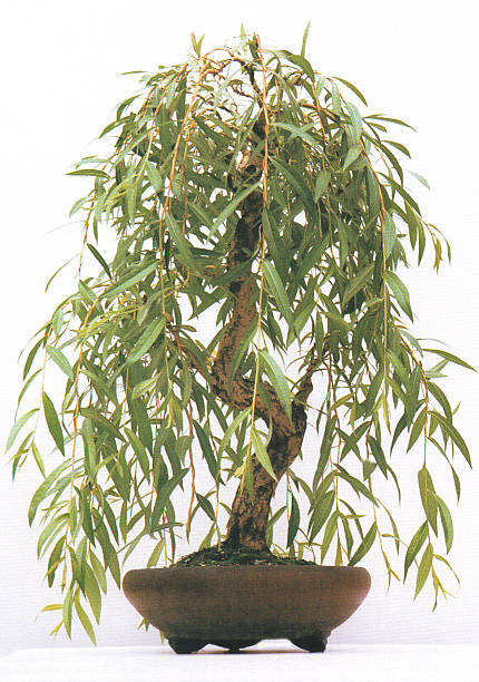 изображение ива вавилонская бонсай - japanese weeping willow tree pics сток...