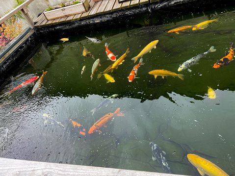 Stock photo showing elevated view of young healthy koi carp in large square pond, raised from ground and filled with colourful fish. An ultraviolet light and pond filtration system with gravel bays and brushes keeps the water clear and good quality.