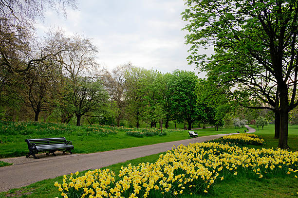 HDR Image yellow daffodils in bloom Green Park London England stock photo