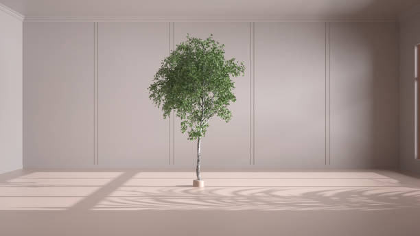 Imaginary fictional architecture, interior design of hall, classic empty room, open space, beige walls with trim molding in the background and birch tree in the middle of the room stock photo