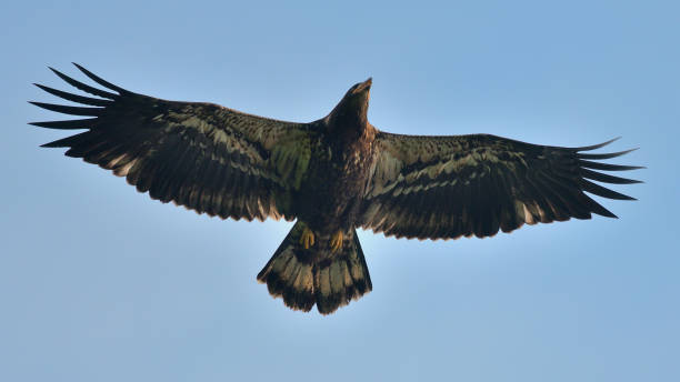 Immature bald eagle with spread wings stock photo