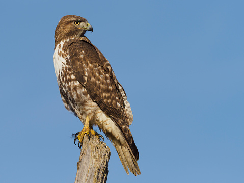 An Immature Red-tailed Hawk ( Buteo Jamaicensis ) on a top of a tree snag. Is a very common raptor in North America, often seen perched alongside of roadways. Has a blue sky background.