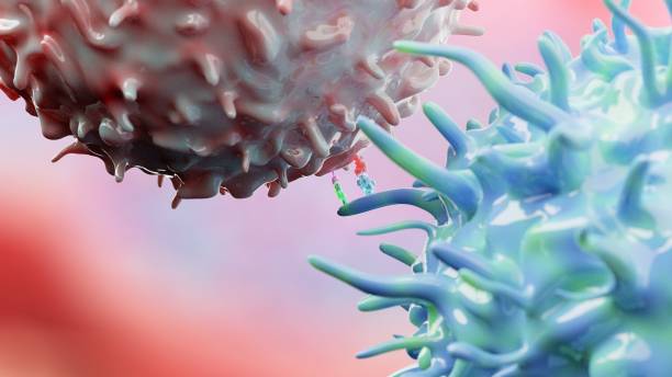 Immune priming between dendritic cell and t cell stock photo