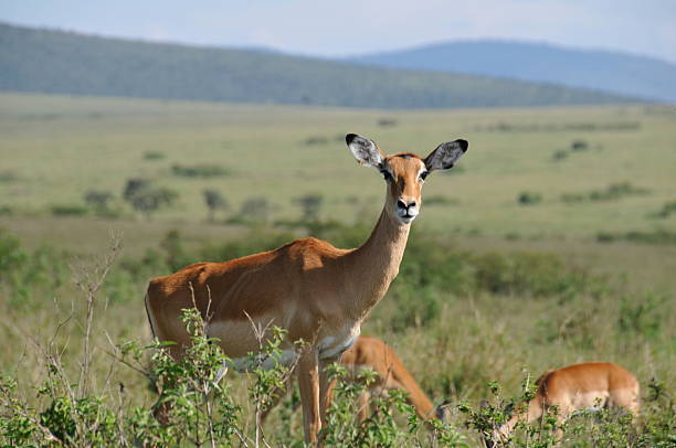 Impala at Mara Reserve stock photo