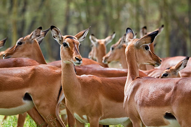 Impala Herd "Close up of a herd of female Impala - Lake Nakuru national park, Kenya" lake nakuru national park stock pictures, royalty-free photos & images
