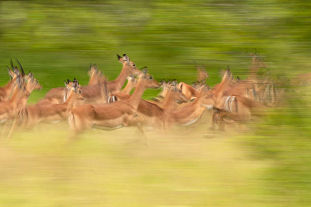 Impala herd Running stock photo