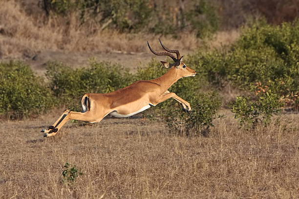 Impala Jump Impala Jumping to avoid being caught in greater kruger park antelope stock pictures, royalty-free photos & images
