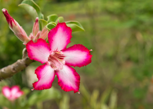 Impala lilly, flower and flower bud, in nature in South Africa
