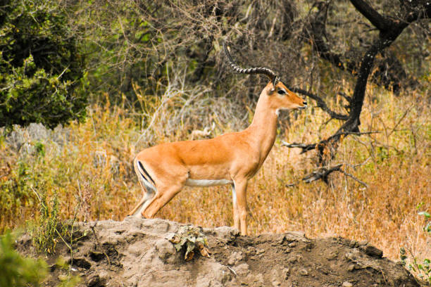 Impala on the lookout for predators in Lake Mantara National Park, Tanzania stock photo