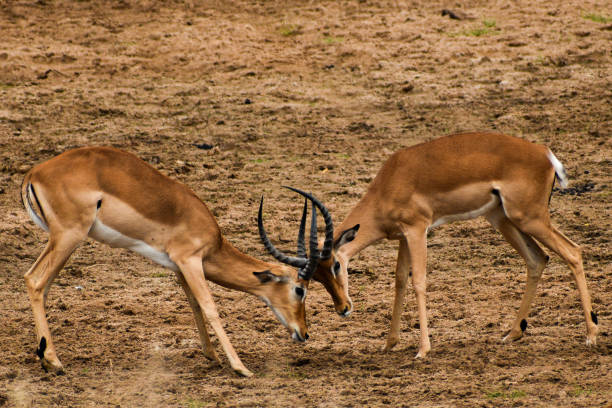 Impalas fighting each other in Tarangire National Park, Tanzania stock photo