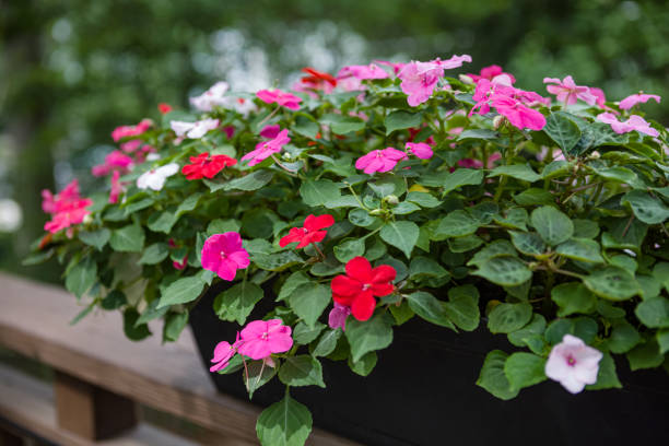 Impatiens in Bloom in a Container stock photo