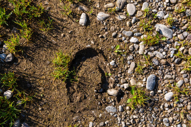 Imprint horse horseshoe on the ground Imprint horse horseshoe on the ground horse hoof prints stock pictures, royalty-free photos & images