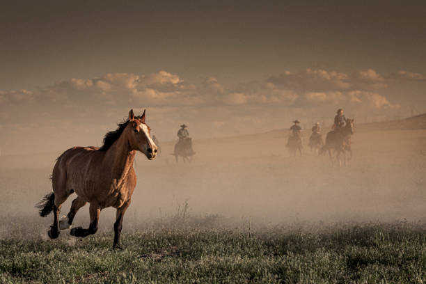 i förgrunden, utsikt över en häst som springer och i bakgrunden, fem cowboys och cowgirls som övervakar hästarnas körning. - horse working bildbanksfoton och bilder