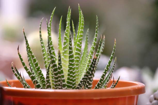 In selective focus of Harworthia or zebra cactus flower growing in a brown pot with day light and nature background haworthia stock pictures, royalty-free photos & images