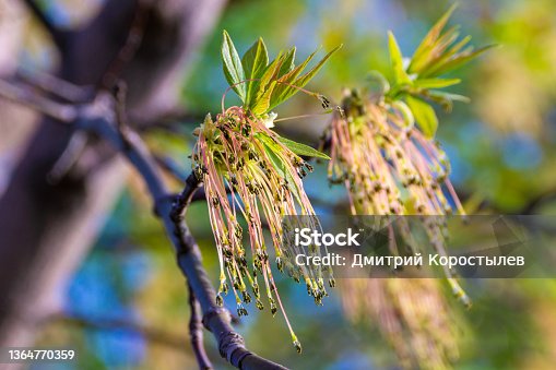 istock in spring, while leaves have not yet blossomed, ash-leaved maple blooms, pollinating and capturing territories 1364770359