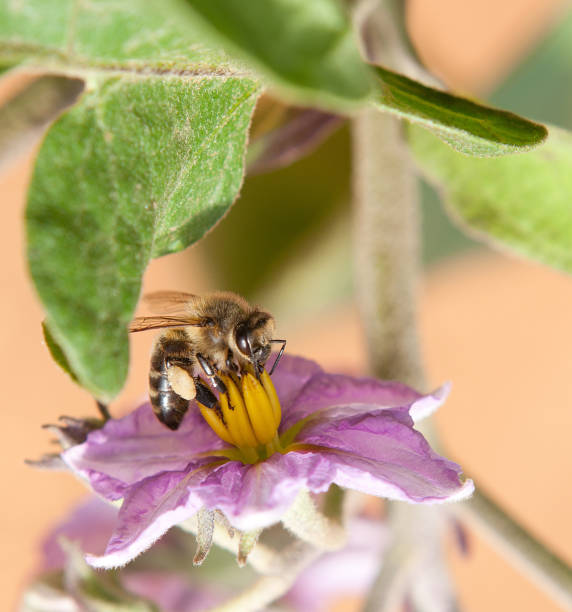 Aubergine flower, which is pollinated by bees
