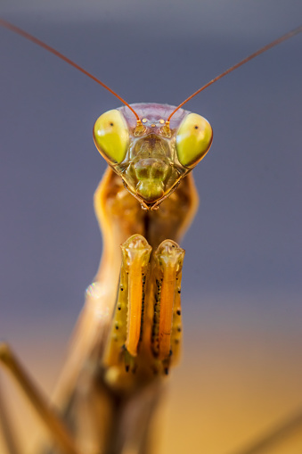 macro of a praying mantis