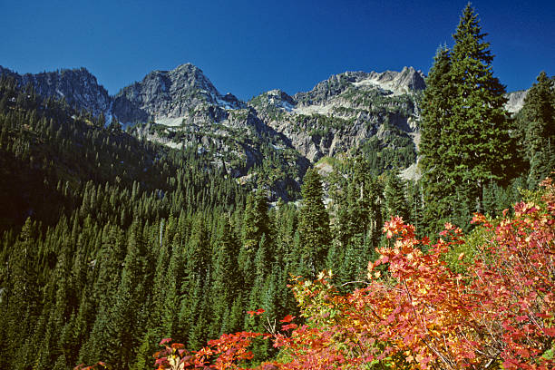 Fall Colors in the Mountains In the high Cascade Mountains, vine maples dominate the landscape with their vibrant red and orange colors. This fall scene was photographed on the Snow Lake Trail in the Alpine Lakes Wilderness of Washington State, USA. jeff goulden alpine lakes wilderness stock pictures, royalty-free photos & images