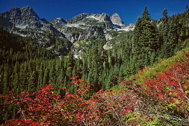 Fall Colors in the Mountains In the high Cascade Mountains, vine maples dominate the landscape with their vibrant red and orange colors. This fall scene was photographed on the Snow Lake Trail in the Alpine Lakes Wilderness of Washington State, USA. jeff goulden alpine lakes wilderness stock pictures, royalty-free photos & images