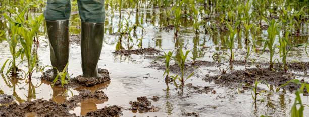 In the muddy, flooded corn field. stock photo