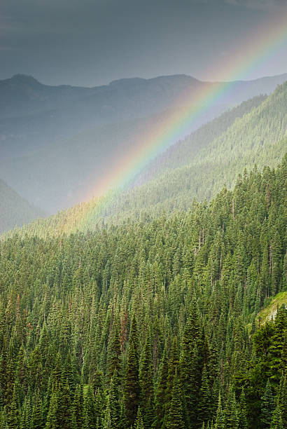 Rainbow and Sunlit Trees In the Pacific Northwest, it can rain any month of the year. In the hot weather of August, rain comes in the form of intermittent showers broken by periods of sunshine. When that happens you often see rainbows. This rainbow was captured from the Palisades Lakes Trail near Sunrise in Mount Rainier National Park, Washington State, USA. jeff goulden rainbow stock pictures, royalty-free photos & images