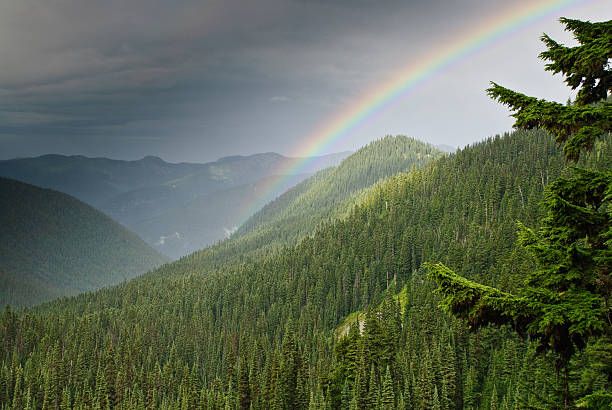 Rainbow Over the Forest In the Pacific Northwest, it can rain any month of the year. In the hot weather of August, rain comes in the form of intermittent showers broken by periods of sunshine. When that happens you often see rainbows. This rainbow was captured from the Palisades Lakes Trail near Sunrise in Mount Rainier National Park, Washington State, USA. jeff goulden rainbow stock pictures, royalty-free photos & images