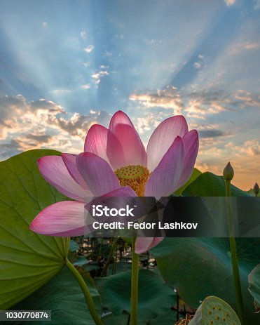 istock In the rays of glory. The lotus blooms. 1030770874