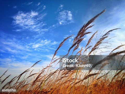 istock In the Wind 650151750