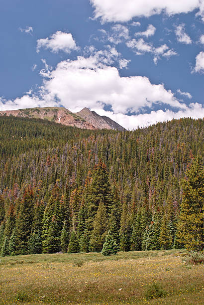 Forest Damaged by Rocky Mountain Bark Beetle In this photo, damage from bark beetle infestation is evident in the red colored trees both in the foreground and the forested slope of Baker Peak. This devastation was seen from the Colorado River Trail near the Continental Divide in Rocky Mountain National Park, Colorado, USA. jeff goulden rocky mountain national park stock pictures, royalty-free photos & images