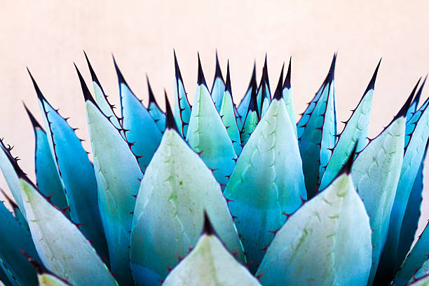 In Unison: Sharp Leaves of Blue Agave (American Aloe) Plant A spiky blue agave plant against a tan background. Copy space available above the plant. Concepts: teamwork, unity, working together, togetherness, sharp, sharp team. pollination stock pictures, royalty-free photos & images