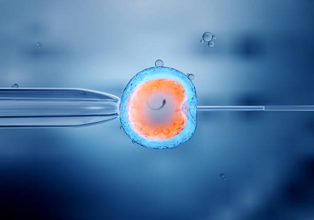 in vitro fertilization of an egg cell stock photo