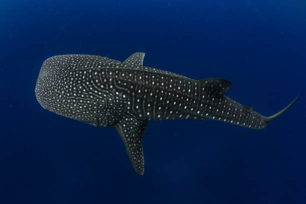 Incredible photo of a Whale Shark in the deep blue ocean showing off its unique spot patterns stock photo