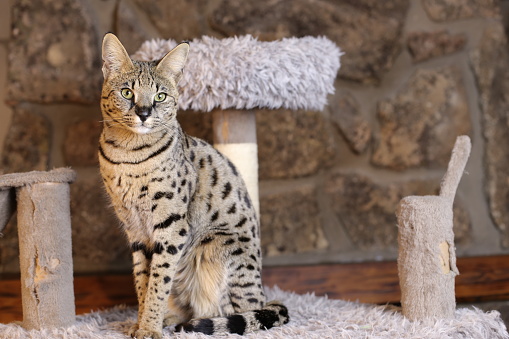 Incredible Savannah Cat that almost looks like a serval.