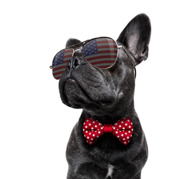 independence day 4th of july dog french bulldog waving a flag of usa and victory or peace fingers on independence day 4th of july with sunglasses national dog day stock pictures, royalty-free photos & images