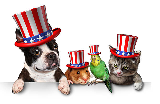 Independence Day Pets Independence Day pets celebrating the United States fourth of july holiday with a dog cat bird and hamster wearing hats with the american stars and stripes. national dog day stock pictures, royalty-free photos & images