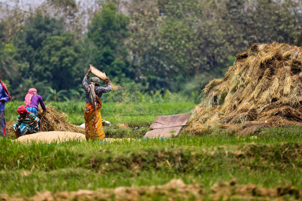 India West Bengal farmer harvesting paddy cultivation stock photo