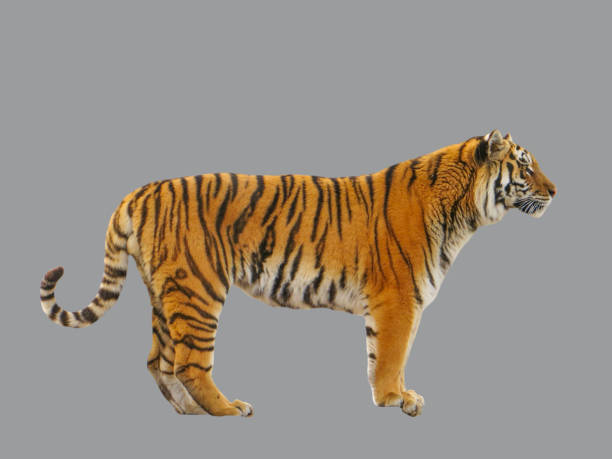 3 317 Tiger Tail Stock Photos Pictures Royalty Free Images Istock