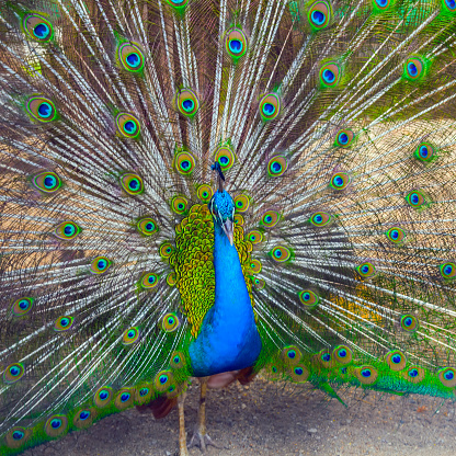 Indian blue peafowl displaying tail Peacock feathers which colorful eyespots