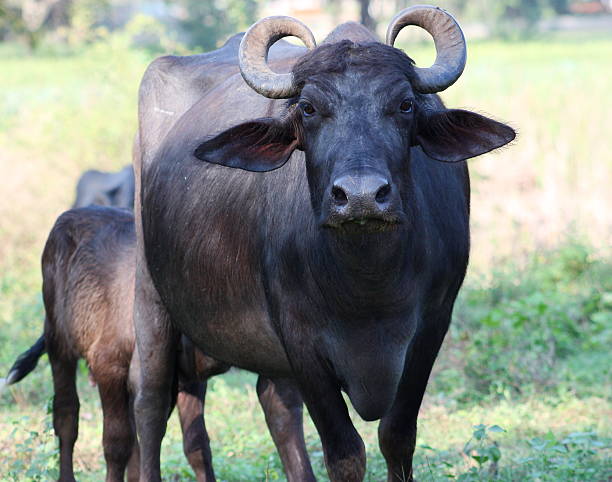 Indian Buffalo in Sri Lanka stock photo