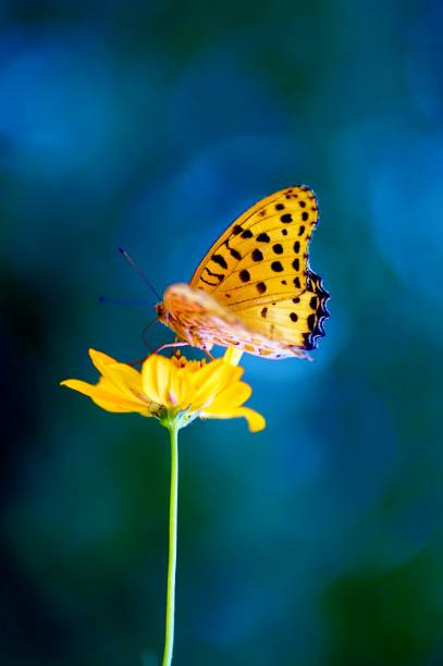 Indian Fritillary Butterfly stock photo