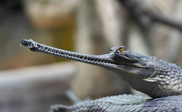 Indian gharial stock photo
