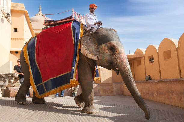 Indian mahoot riding on elephant in Amber fort, Rajasthan, India stock photo