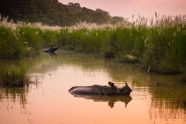 Indian one horned rhinoceros bathing, Chitwan, Nepal Indian one horned rhinoceros bathing in a river at dawn, in Chitwan National Park, Nepal chitwan stock pictures, royalty-free photos & images