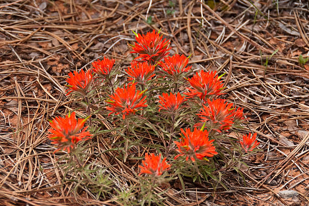 Indian Paintbrush and Pine Needles The 200 species of Castilleja are commonly known as Indian Paintbrush. These annual and perennial plants are native to the western part of the Americas from Alaska south to the Andes, northern Asia, and one species as far west as the Kola Peninsula in northwestern Russia. These plants are classified in the broomrape family. They are considered a parasitic plant which grows on the roots of grasses and forbs. The name honors the Spanish botanist Domingo Castillejo. In Northern Arizona they can be found in open meadows among the grasses they need to thrive. These Castilleja were photographed near the Zion Mount Carmel Highway in Zion National Park, Utah, USA. jeff goulden mojave desert stock pictures, royalty-free photos & images