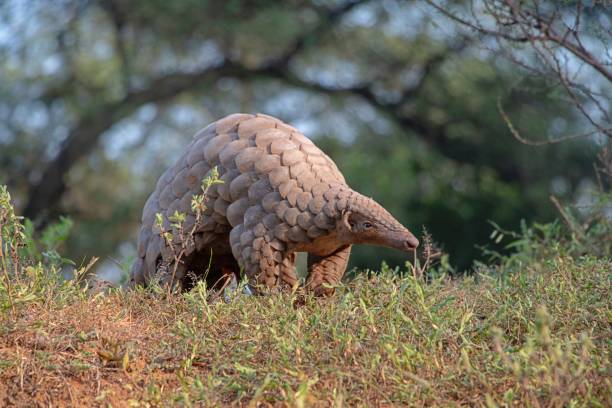 Indian Pangolin or Anteater (Manis crassicaudata) one of the most traffic wildlife species Indian Pangolin or Anteater (Manis crassicaudata) one of the most traffic/smuggled wildlife species for its scales, meat etc for medical purposes. pangolin stock pictures, royalty-free photos & images