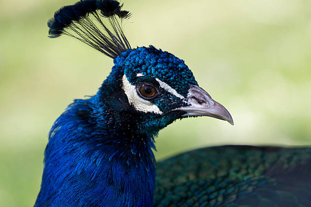 Iridescent blue of Indian peacock glimmers as bird turns at Reid Park...