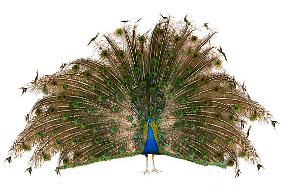 Indian Peafowl Male Indian Peafowl over white peacock stock pictures, royalty-free photos & images