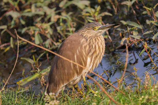 Indian Pond Heron Indian Pond Heron american bittern stock pictures, royalty-free photos & images