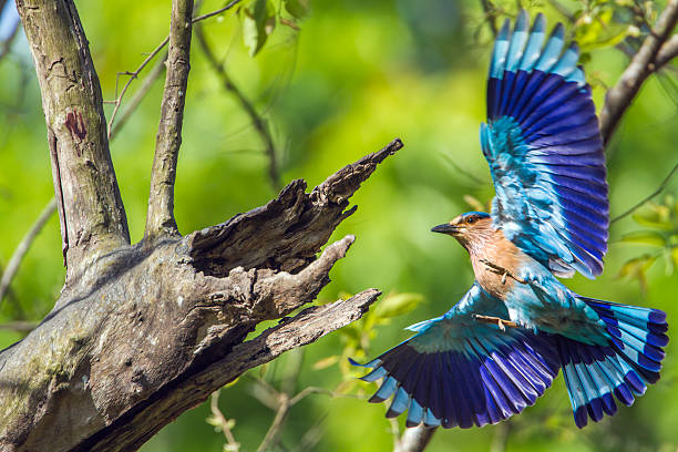 Indian roller in Bardia national park, Nepal specie Coracias benghalensis family of Coraciidae chitwan stock pictures, royalty-free photos & images