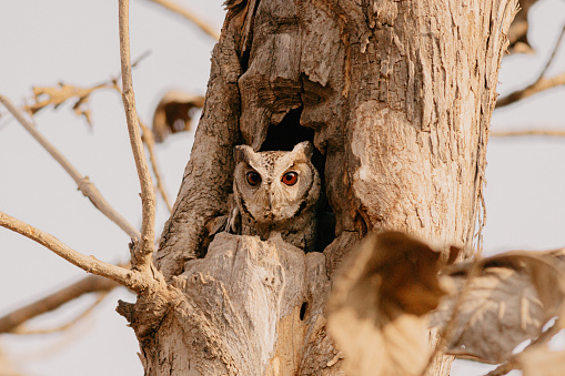 Indian Scoops Owl sitting in a tree's trunk during a summer evening at the Gir Forest located in India.
